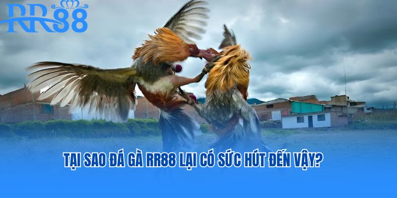Tại sao đá gà RR88 lại có sức hút đến vậy?